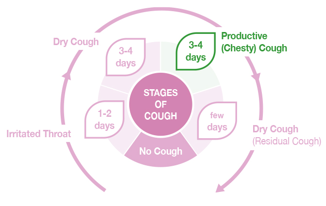 Grafic: Stages of cough & Active Components of Bronchostop® syrup