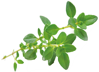 THYME HERB EXTRACT