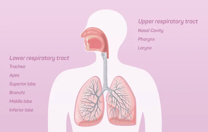 Upper and lower respiratory tract